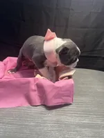 Spot, a female Boston Terrier for sale in Palm Coast, FL – Photo 8 of 10