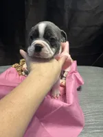 Spot, a female Boston Terrier for sale in Palm Coast, FL – Photo 2 of 10