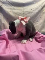 Bluey, a female Boston Terrier for sale in Palm Coast, FL – Photo 6 of 6