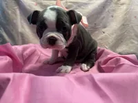 Bluey, a female Boston Terrier for sale in Palm Coast, FL – Photo 2 of 6