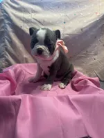 Bluey, a female Boston Terrier for sale in Palm Coast, FL – Photo 4 of 6