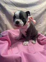 Bluey, a female Boston Terrier for sale in Palm Coast, FL – Photo 3 of 6