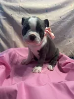 Bluey, a female Boston Terrier for sale in Palm Coast, FL – Photo 5 of 6