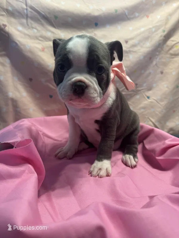 Bluey – Boston Terrier puppy for sale in Palm Coast, FL