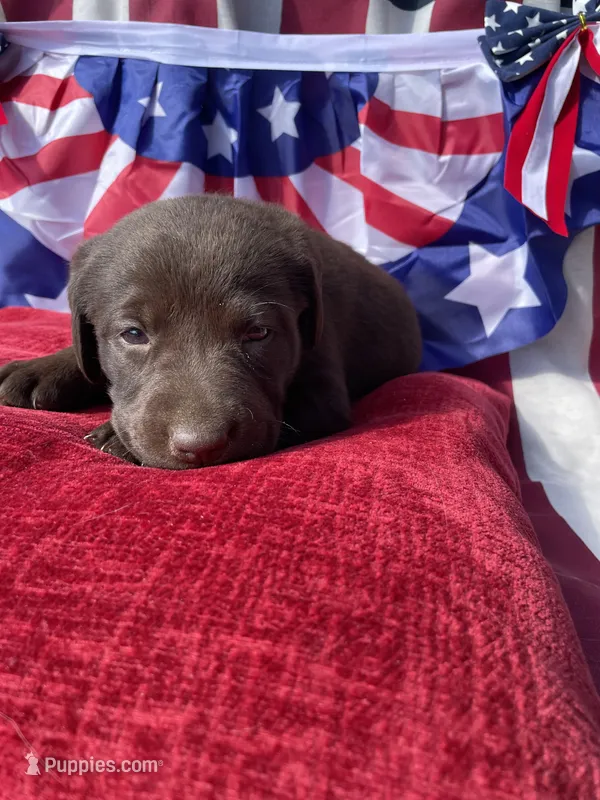 Pink collar female  – Labrador Retriever puppy for sale in North Wilkesboro, NC