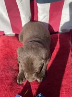 Blue collar male, a male Labrador Retriever for sale in North Wilkesboro, NC – 2 of 4