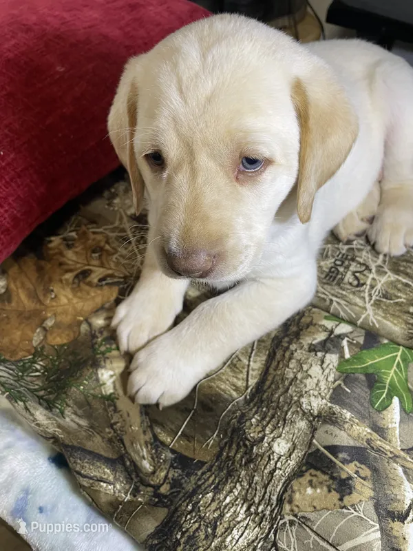 Pink collar female  – Labrador Retriever puppy for sale in North Wilkesboro, NC