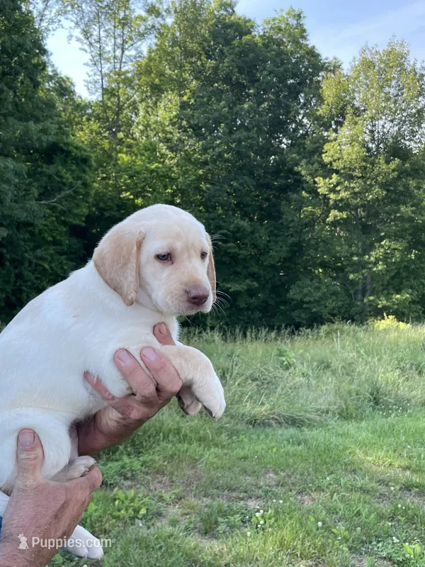 Pink collar female  – Labrador Retriever puppy for sale in North Wilkesboro, NC