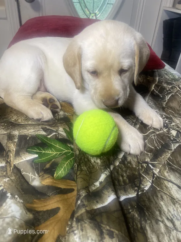 Pink collar female  – Labrador Retriever puppy for sale in North Wilkesboro, NC