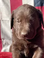 Yellow collar male, a male Labrador Retriever for sale in North Wilkesboro, NC – 4 of 5