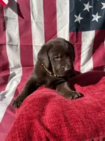 Yellow collar male, a male Labrador Retriever for sale in North Wilkesboro, NC – 2 of 5