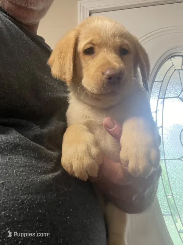 Black collar male – Labrador Retriever puppy for sale in North Wilkesboro, NC