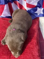 Pink collar female , a female Labrador Retriever for sale in North Wilkesboro, NC – 5 of 5