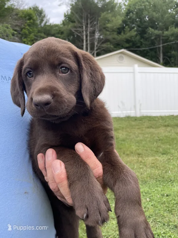 Grey – Labrador Retriever puppy for sale in North Wilkesboro, NC