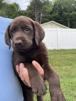 Grey, a male Labrador Retriever for sale in North Wilkesboro, NC – 1 of 4