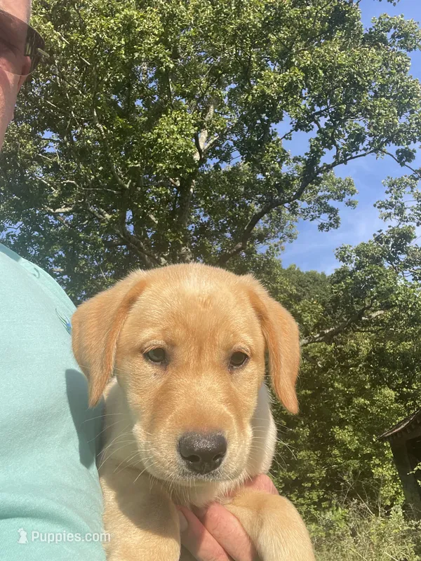 Yellow Collar female  – Labrador Retriever puppy for sale in North Wilkesboro, NC