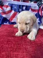 Pink collar female , a male Labrador Retriever for sale in North Wilkesboro, NC – 5 of 6