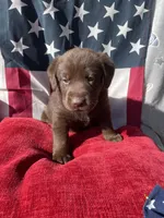 Green collar male, a male Labrador Retriever for sale in North Wilkesboro, NC – 6 of 6