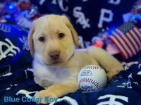 Blue collar male , a male Labrador Retriever for sale in North Wilkesboro, NC – 1 of 1