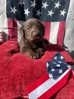 Green collar male, a male Labrador Retriever for sale in North Wilkesboro, NC – 2 of 6