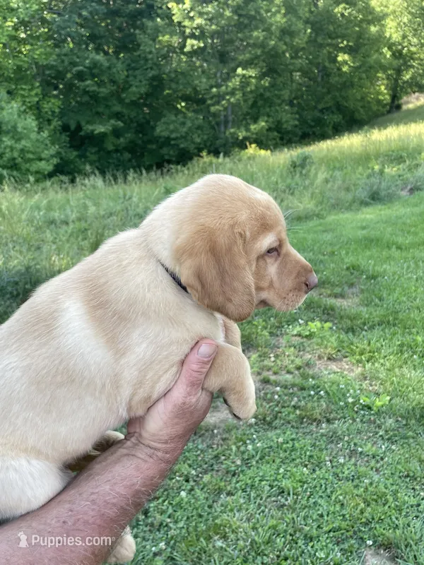 Black collar male – Labrador Retriever puppy for sale in North Wilkesboro, NC