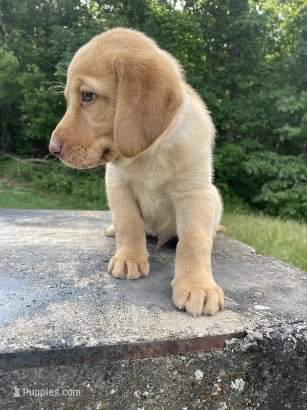 Orange collar male – Labrador Retriever puppy for sale in North Wilkesboro, NC