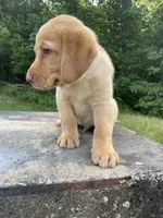 Orange collar male, a male Labrador Retriever for sale in North Wilkesboro, NC – 1 of 3