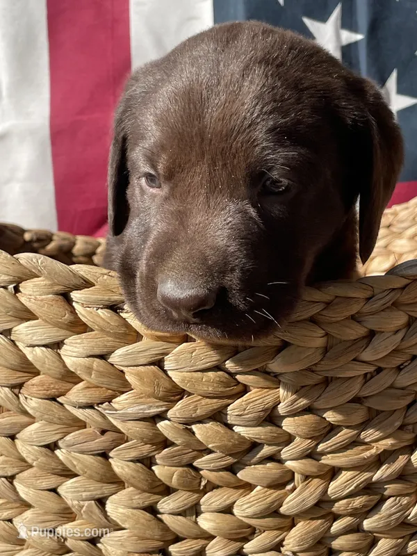 Yellow collar male – Labrador Retriever puppy for sale in North Wilkesboro, NC