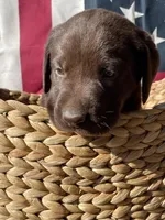 Yellow collar male, a male Labrador Retriever for sale in North Wilkesboro, NC – 1 of 5