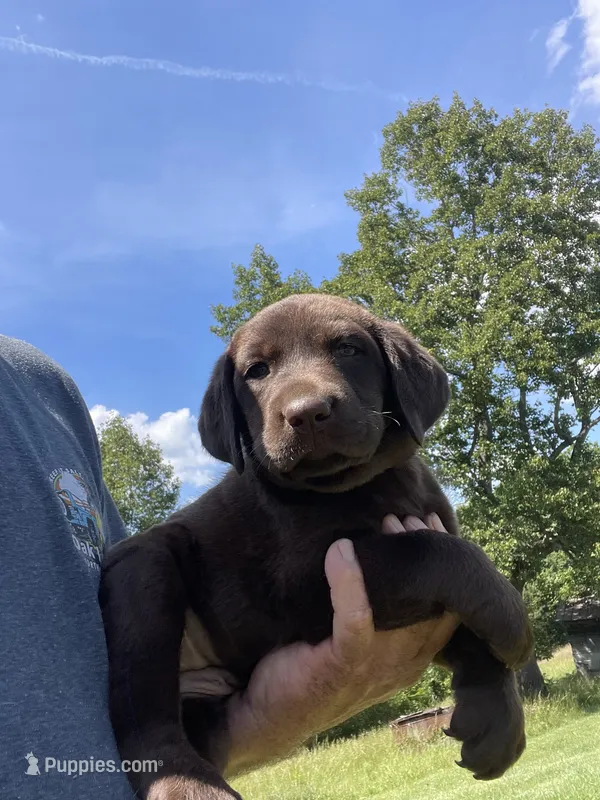 Pink collar female  – Labrador Retriever puppy for sale in North Wilkesboro, NC