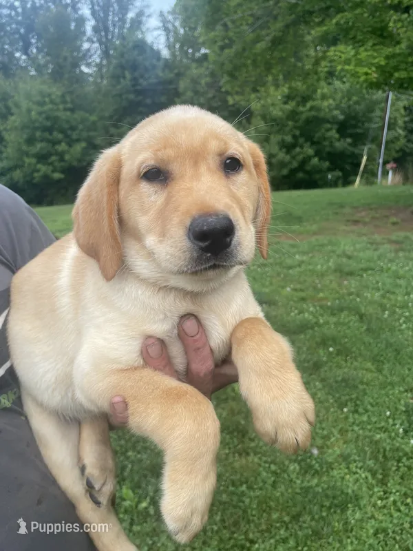 Yellow Collar female  – Labrador Retriever puppy for sale in North Wilkesboro, NC
