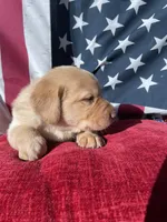 Black collar male, a male Labrador Retriever for sale in North Wilkesboro, NC – 5 of 5