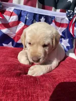 Pink collar female , a male Labrador Retriever for sale in North Wilkesboro, NC – 3 of 6