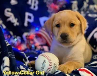 Yellow Collar female , a female Labrador Retriever for sale in North Wilkesboro, NC – 1 of 1
