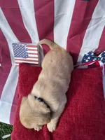 Black collar male, a male Labrador Retriever for sale in North Wilkesboro, NC – 3 of 5