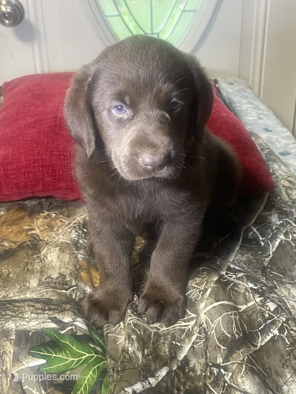 Green collar male – Labrador Retriever puppy for sale in North Wilkesboro, NC