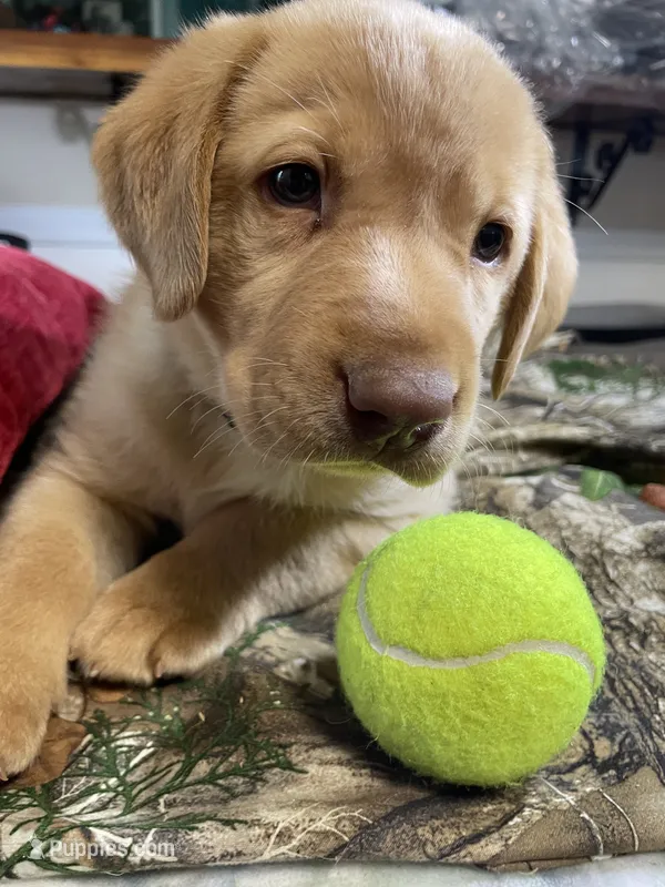 Black collar male – Labrador Retriever puppy for sale in North Wilkesboro, NC