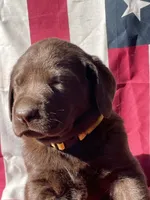 Yellow collar male, a male Labrador Retriever for sale in North Wilkesboro, NC – 3 of 5
