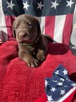 Green collar male, a male Labrador Retriever for sale in North Wilkesboro, NC – 5 of 6