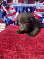 Pink collar female , a female Labrador Retriever for sale in North Wilkesboro, NC – 4 of 5