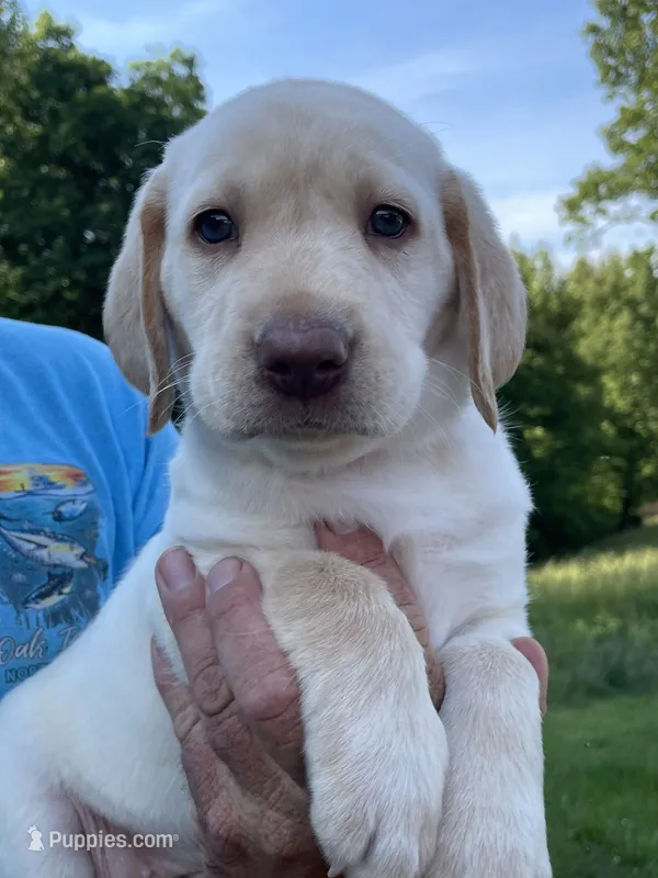 Pink collar female  – Labrador Retriever puppy for sale in North Wilkesboro, NC