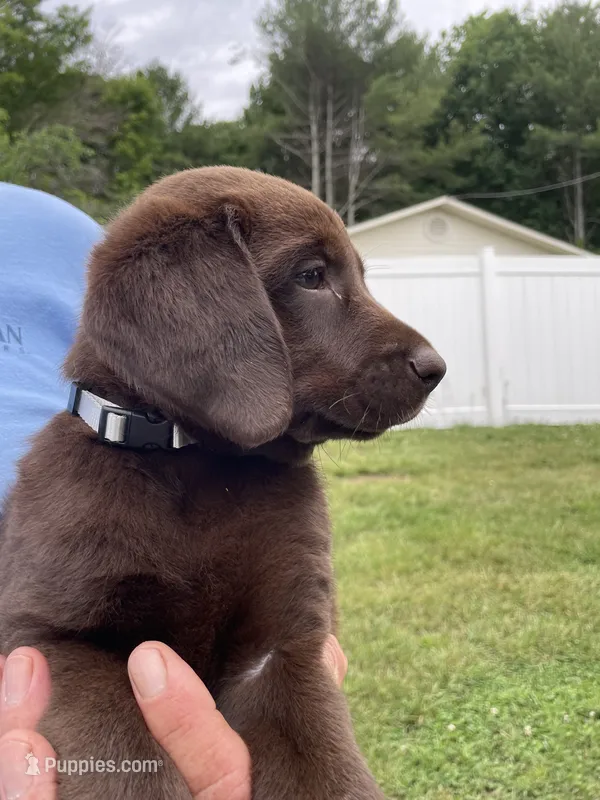 Grey collar male  – Labrador Retriever puppy for sale in North Wilkesboro, NC