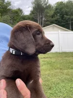Grey, a male Labrador Retriever for sale in North Wilkesboro, NC – 2 of 4