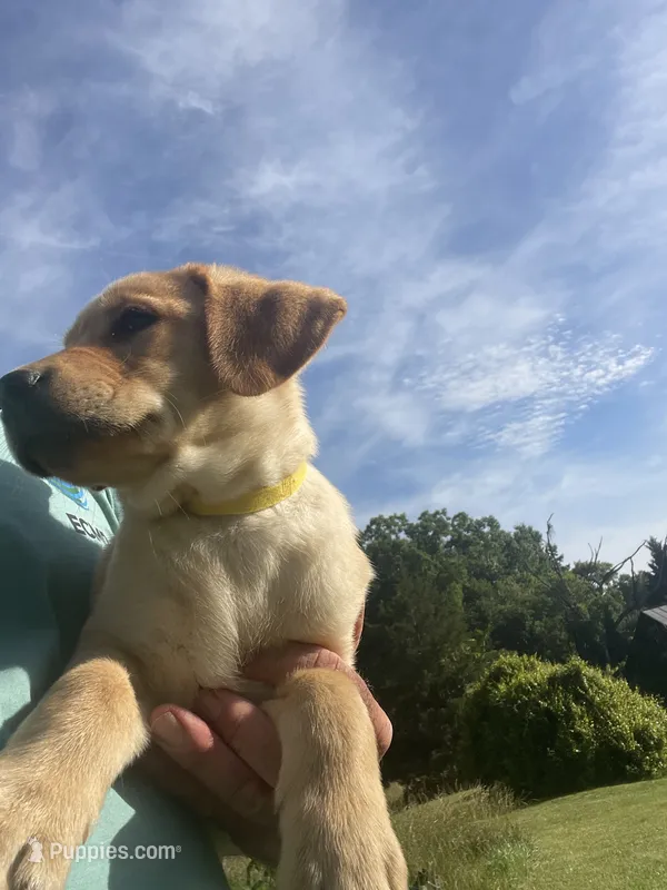 Yellow Collar female  – Labrador Retriever puppy for sale in North Wilkesboro, NC