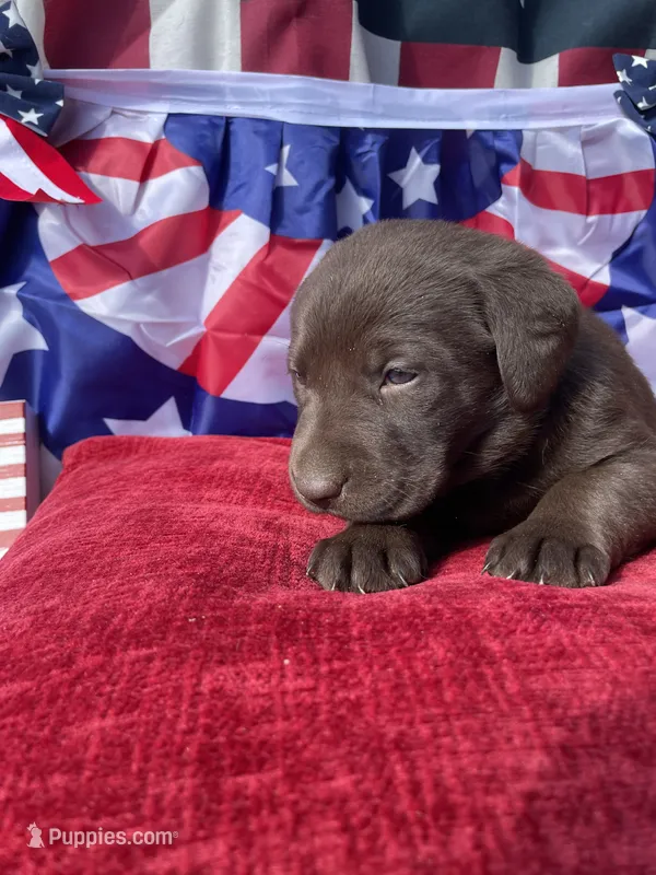 Pink collar female  – Labrador Retriever puppy for sale in North Wilkesboro, NC