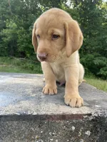 Orange collar male, a male Labrador Retriever for sale in North Wilkesboro, NC – 2 of 3