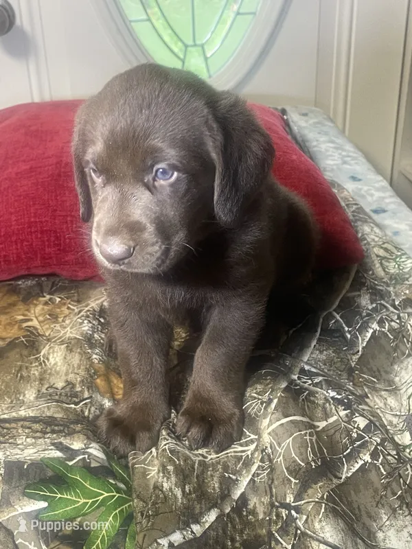 Pink collar female  – Labrador Retriever puppy for sale in North Wilkesboro, NC