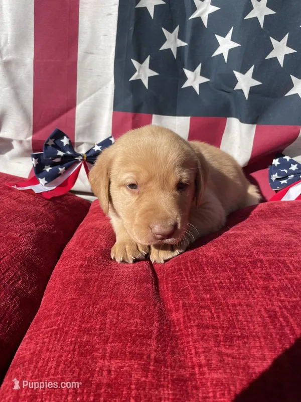 Black collar male – Labrador Retriever puppy for sale in North Wilkesboro, NC