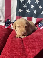 Black collar male, a male Labrador Retriever for sale in North Wilkesboro, NC – 2 of 5