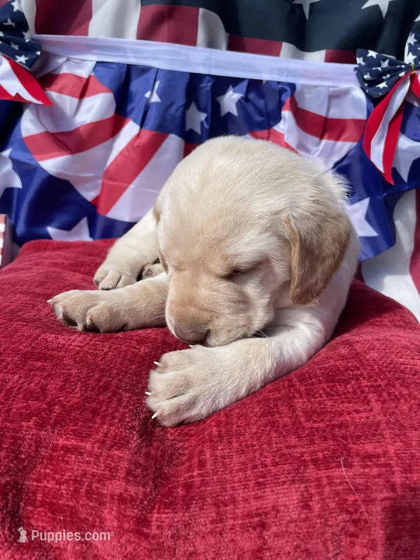 Pink collar female  – Labrador Retriever puppy for sale in North Wilkesboro, NC
